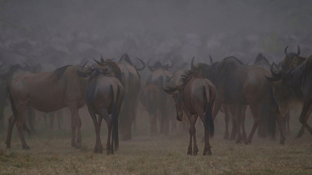 Maasai Mara Safari Tour
